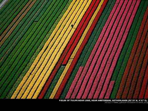 Fields of tulips near Amsterdam, Netherlands