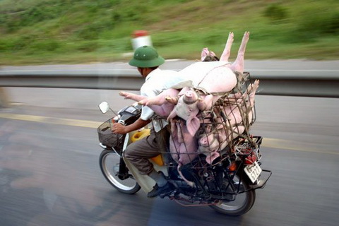 4 pigs on bike