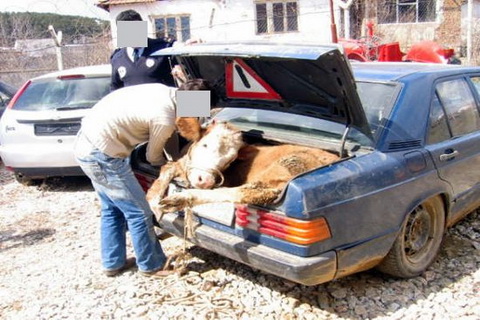 cow in trunk