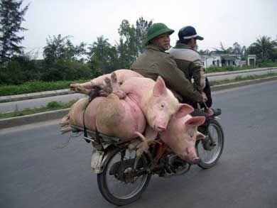 4 pigs and 2 people on bike