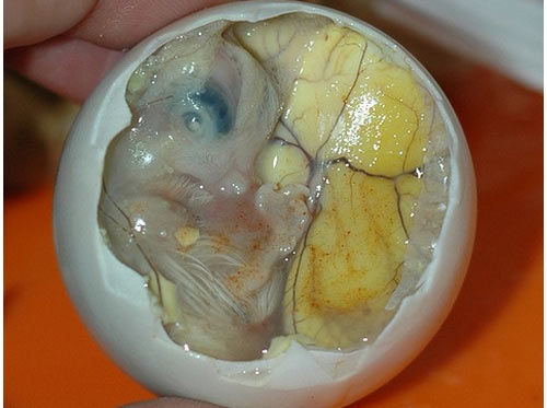 balut