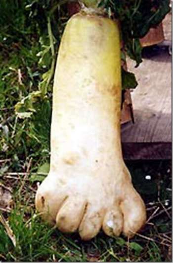 bizarrely shaped vegetable