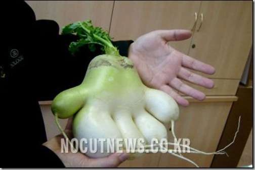 bizarrely shaped vegetable