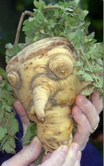 bizarrely shaped vegetable