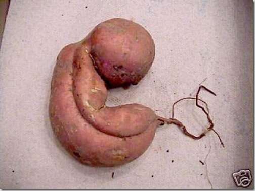 bizarrely shaped vegetable