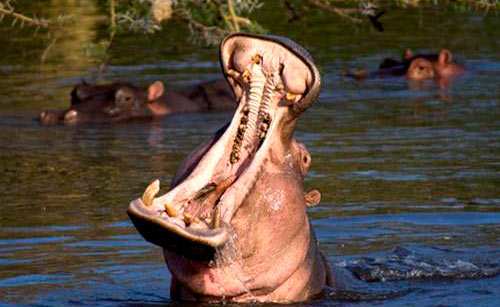 danger hippo