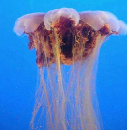 danger jellyfish