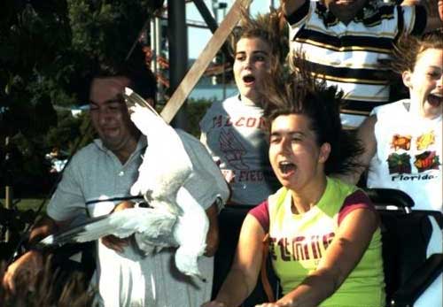 crazy funny roller coaster photo