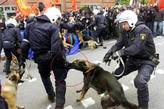 funny riot police dog