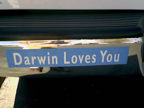 Funny Bumper Car Sticker Darwin