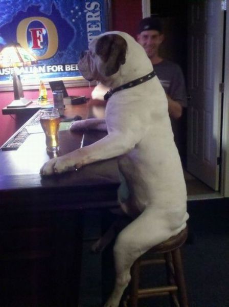 dog drinking beer