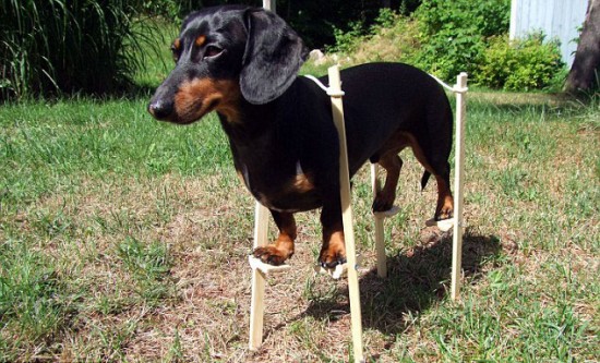 Amazing-life-of-Crusoe-the-Dachshund_04