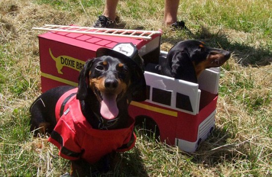 Amazing-life-of-Crusoe-the-Dachshund_06